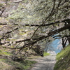 桜のトンネル