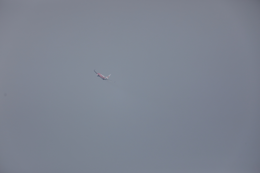 残念・・・・サクラジンベエ(T_T)