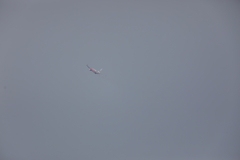 残念・・・・サクラジンベエ(T_T)