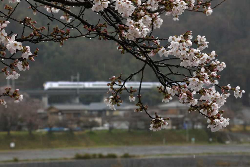 桜353