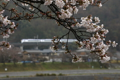 桜353