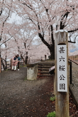 甚六桜公園