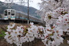 211系　甚六桜