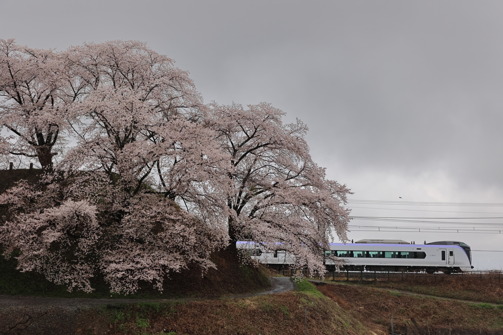 甚六桜