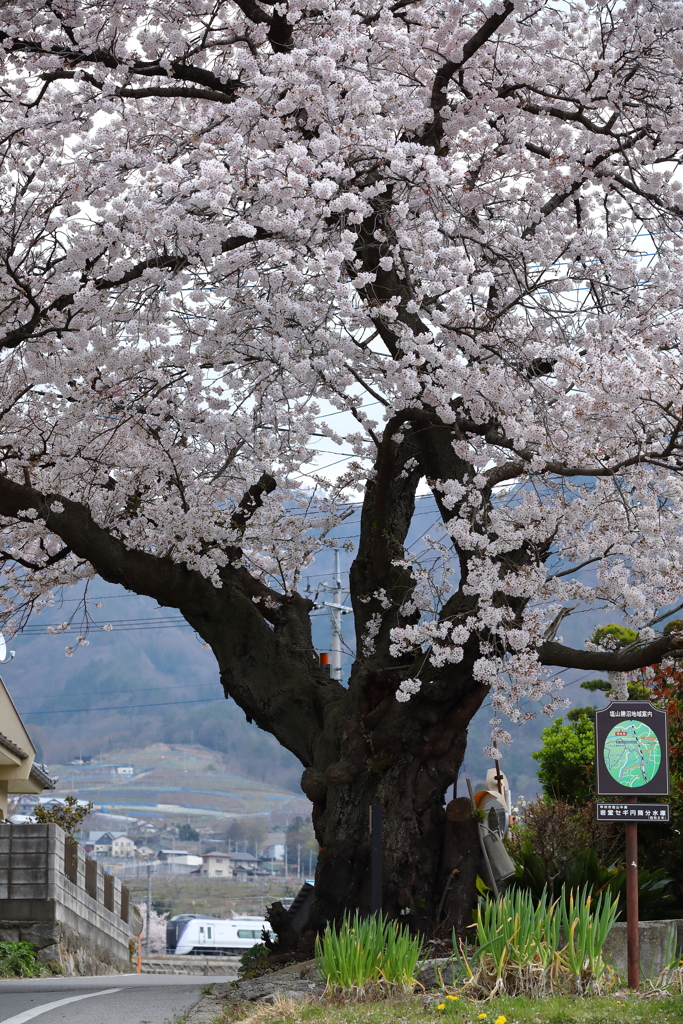 一本桜