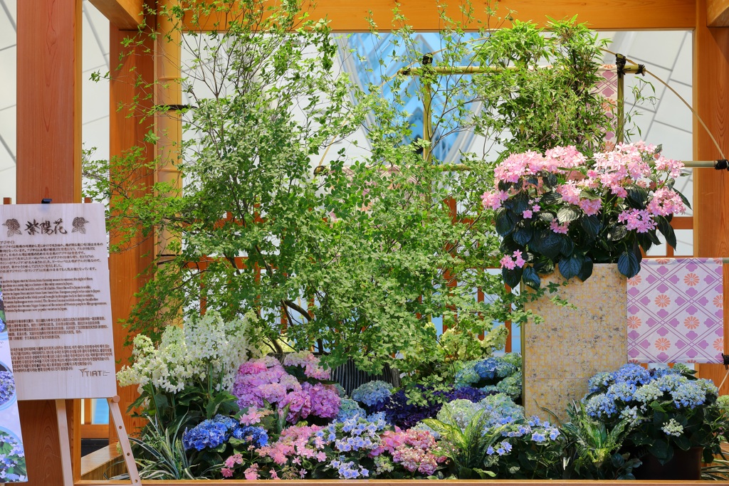 国際線ターミナル紫陽花