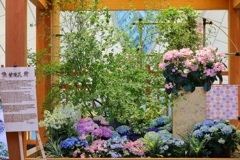 国際線ターミナル紫陽花