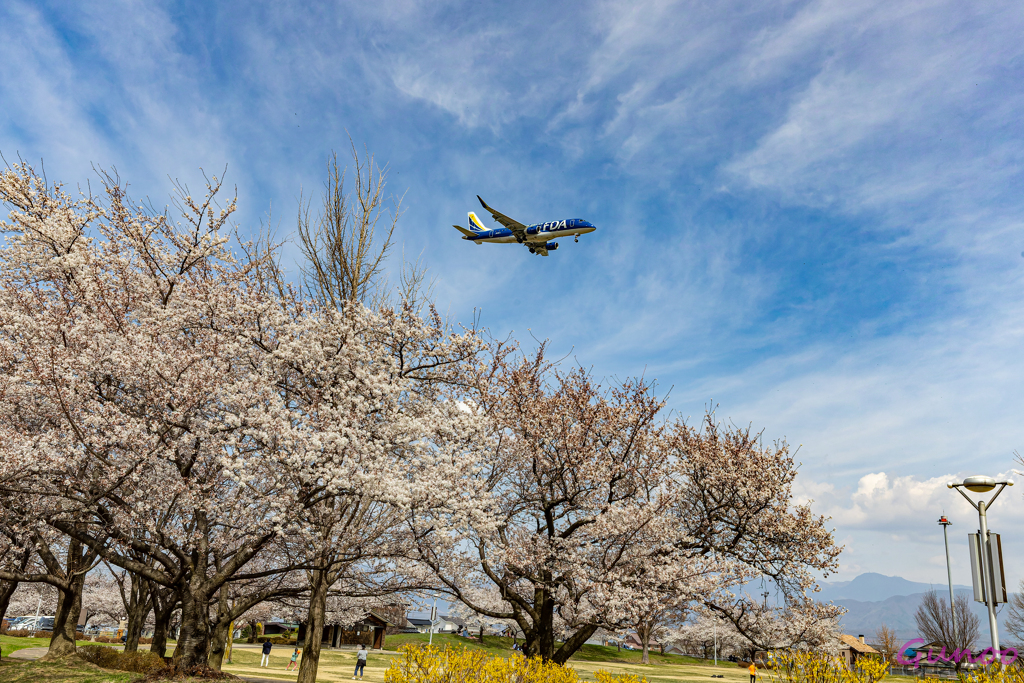 桜ネイビー