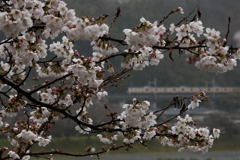 桜233