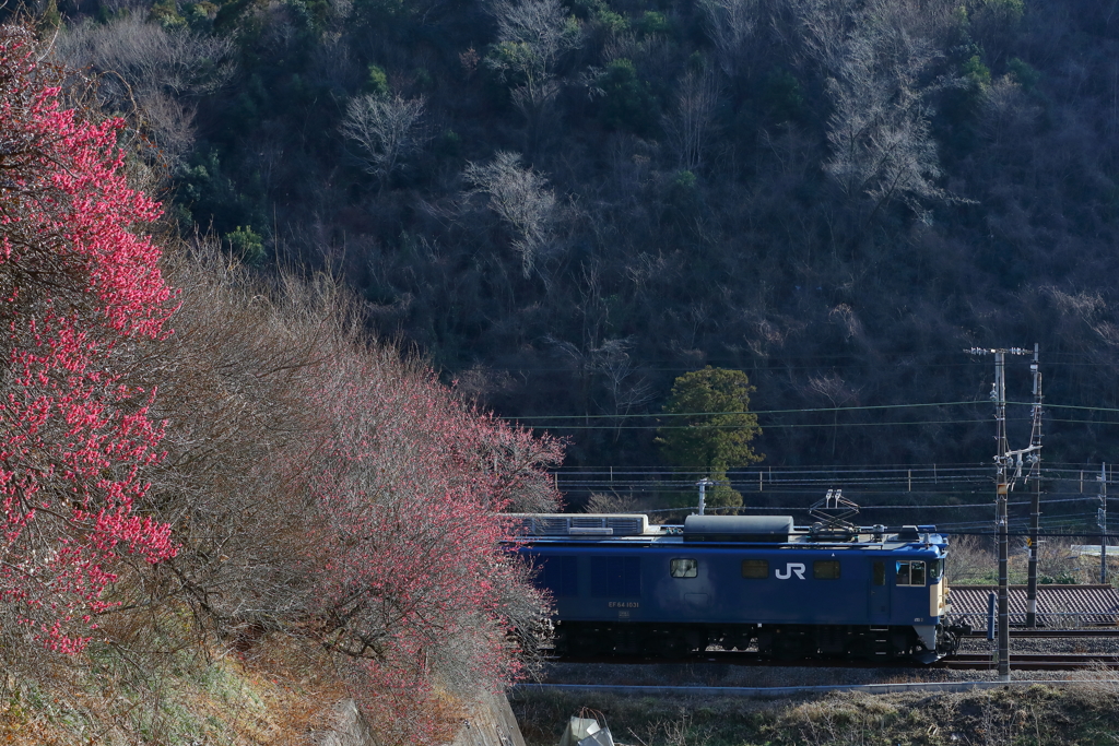 EF64-1031