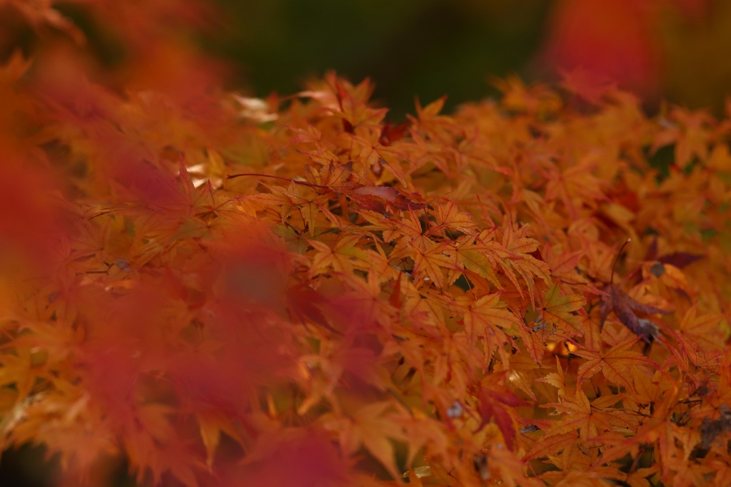 紅葉