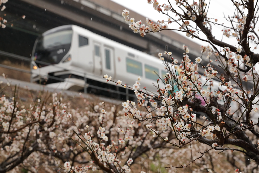 E257あずさ
