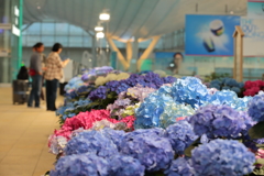国際線ターミナル紫陽花