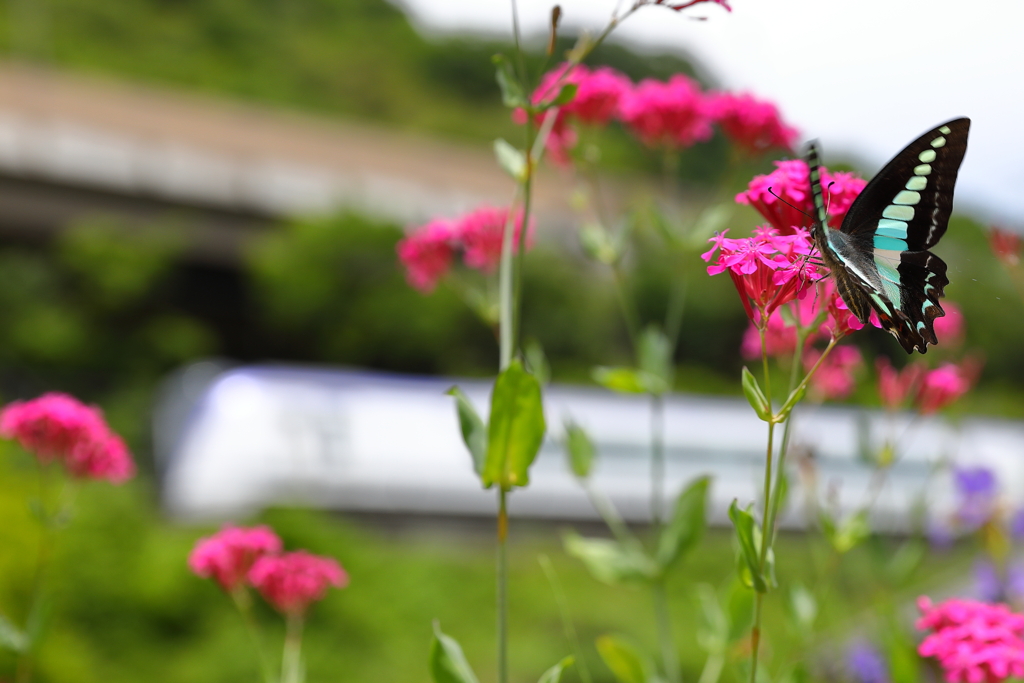 E353ｘアオスジアゲハ