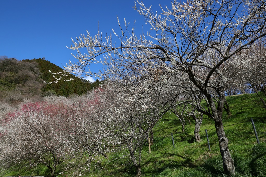 木下沢梅林
