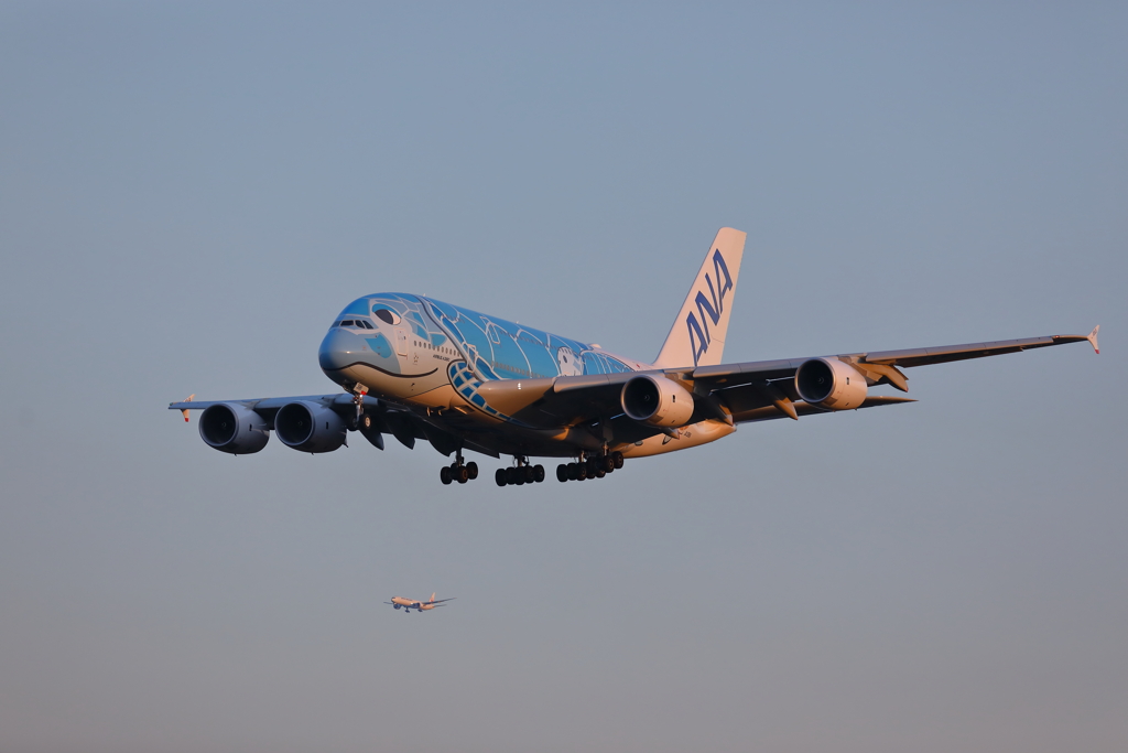A380フライングホヌ