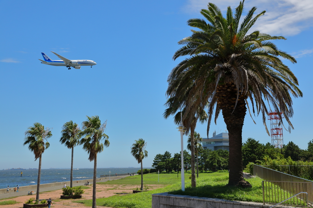 夏787