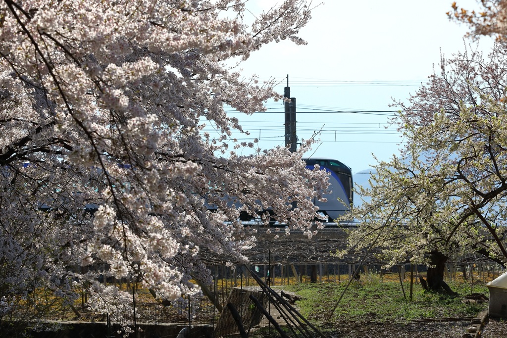 桜
