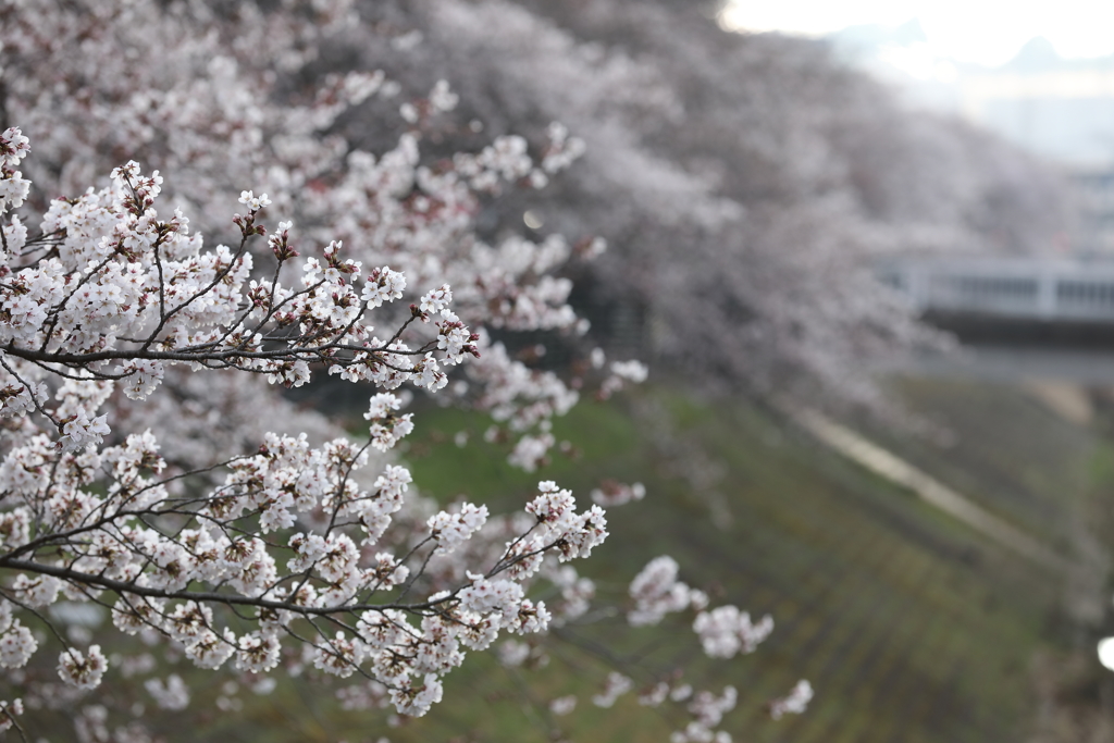 多摩センターの桜