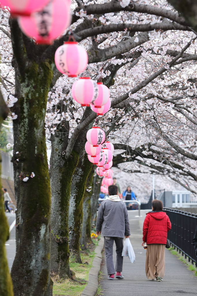 多摩センターの桜