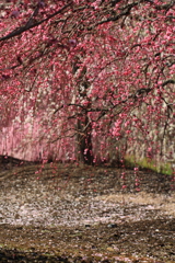 鈴鹿の森庭園２