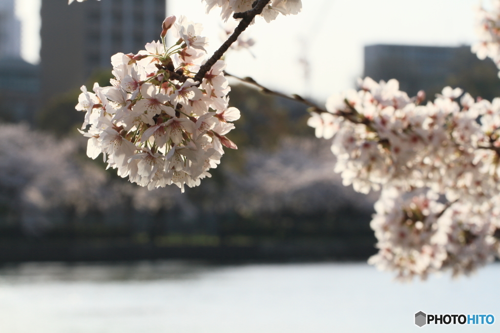桜ノ宮２
