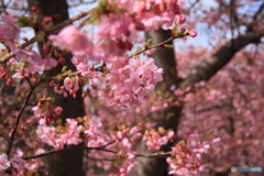 河津桜６