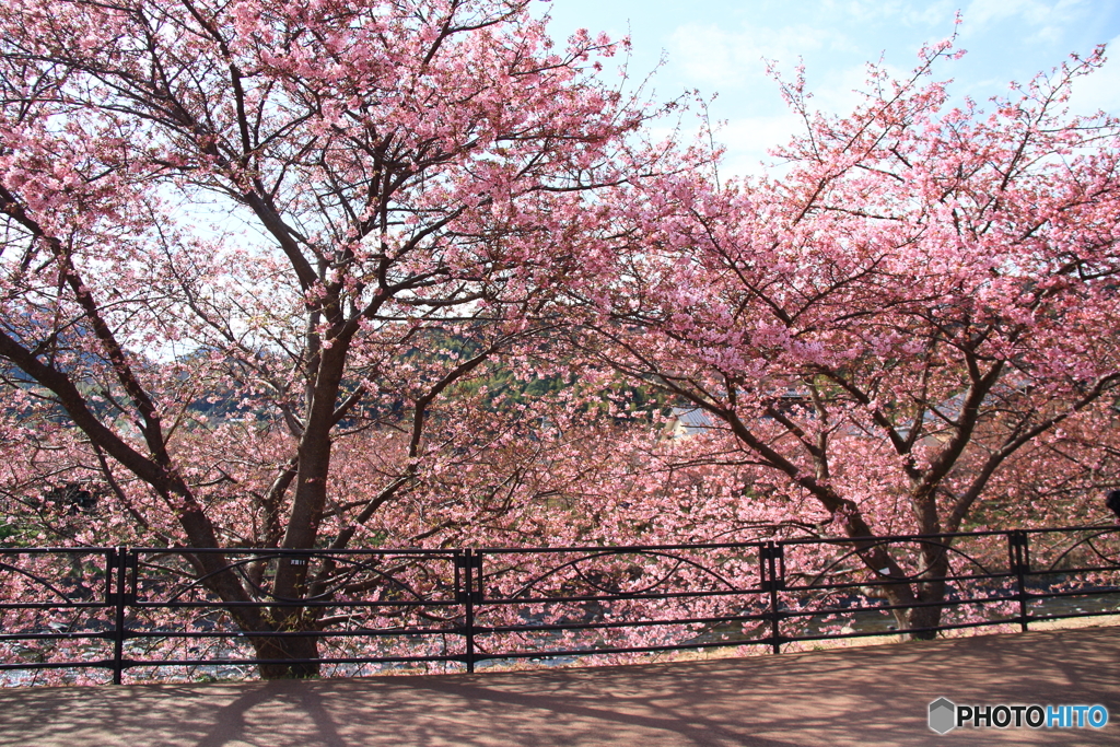 河津桜５