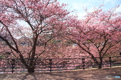 河津桜５