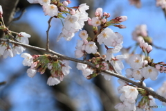 大阪城桜３