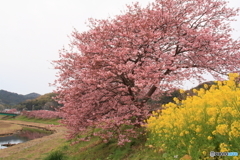みなみの桜１