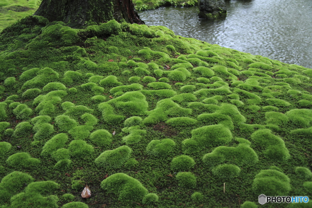 苔寺９