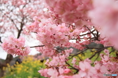みなみの桜２