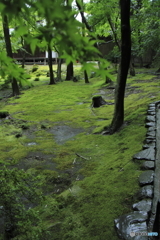 苔寺７