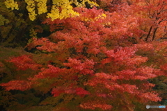 高野山３