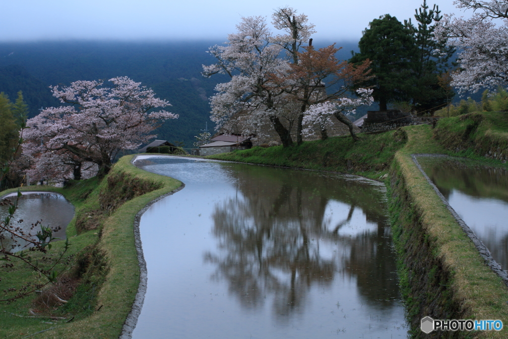 三多気の桜