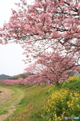 みなみの桜４