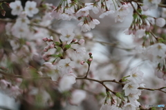 背割１
