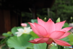 法金剛院４