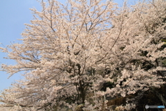 海津２