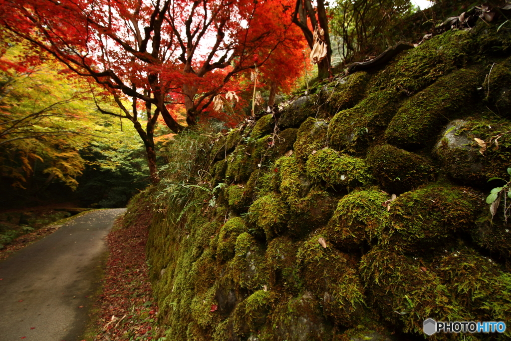 養父神社４