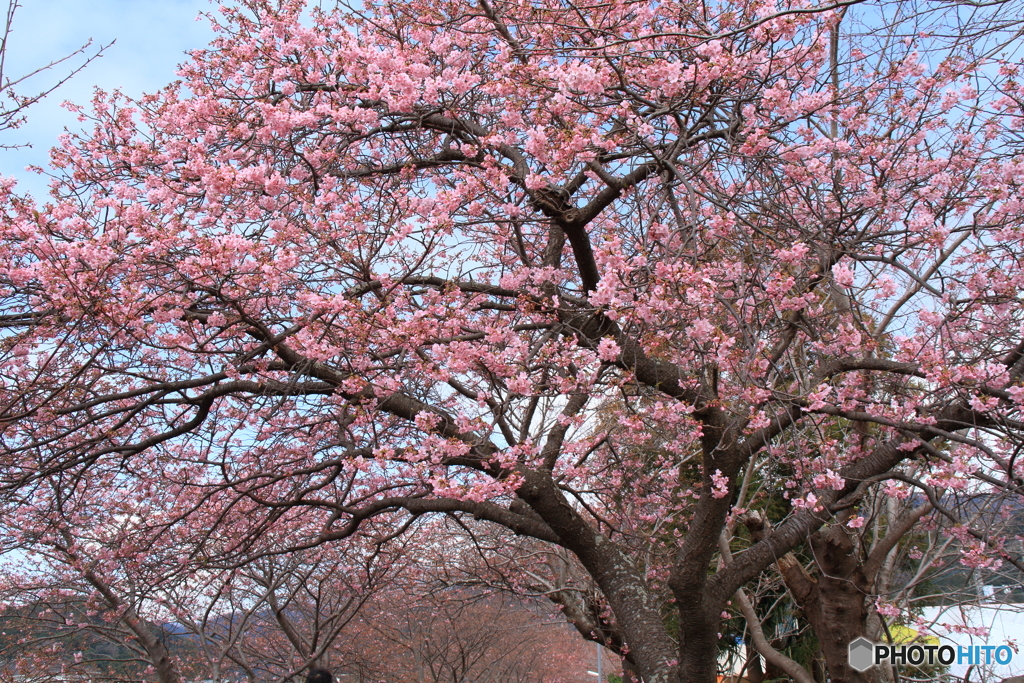 河津桜１