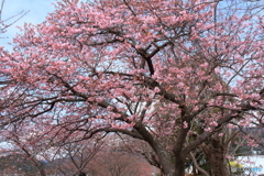 河津桜１