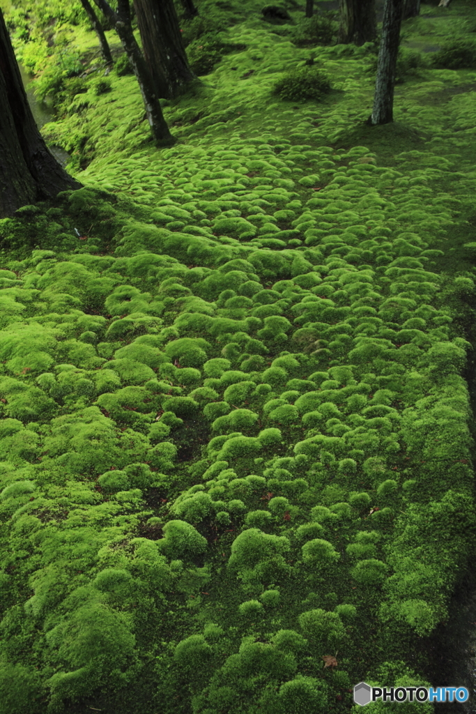 苔寺６