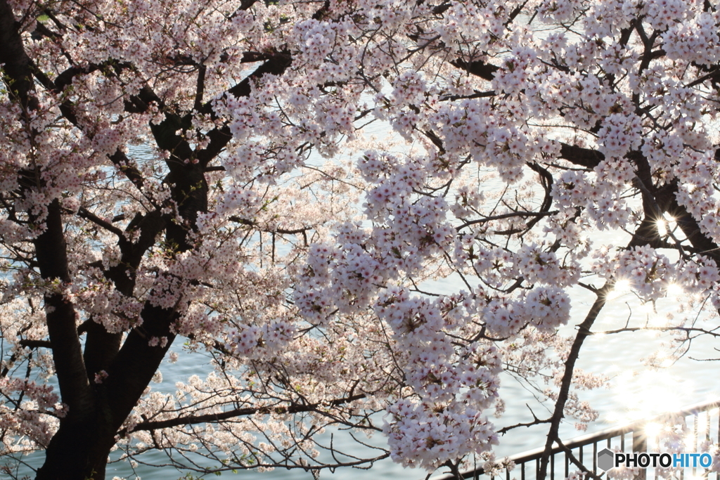 桜ノ宮３