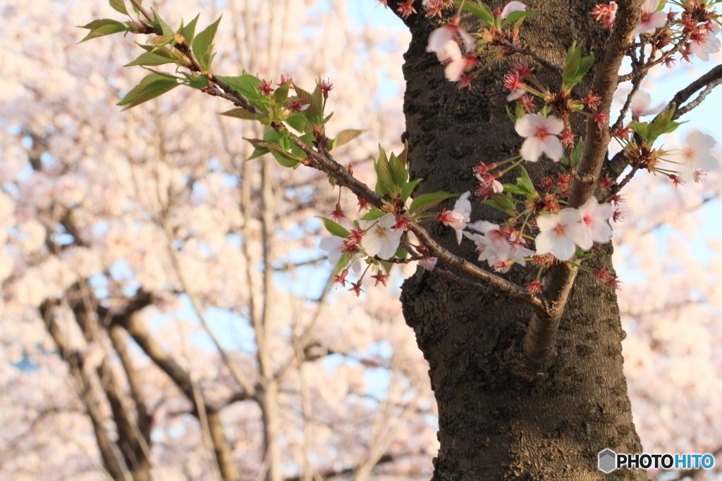 桜ノ宮１