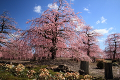 鈴鹿の森庭園４