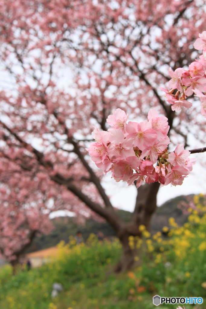 みなみの桜３