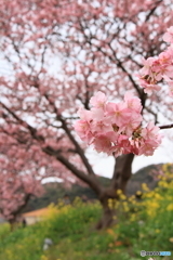 みなみの桜３