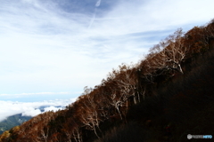 天狗の庭　白樺